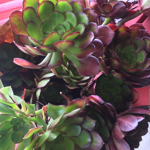 Meet the Posher Other - Meet your Posher, Laura